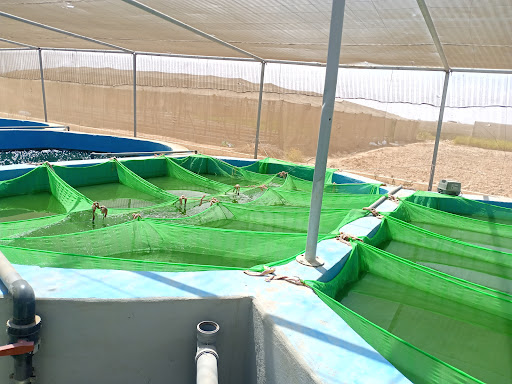ستوديو الفحام